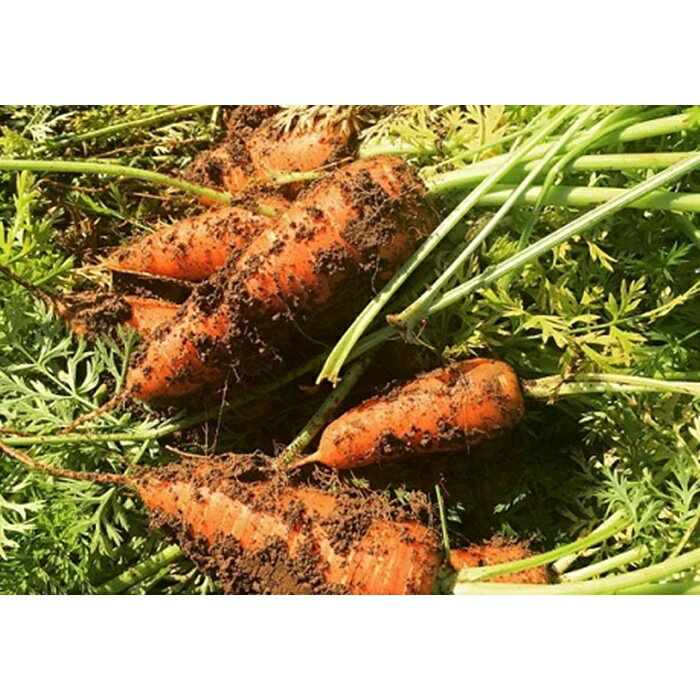 【ふるさと納税】秋の真狩味覚セットA（じゃがいも5Kgと旬の農産物詰め合わせ）【2025年産】北海道真狩村産　お楽しみ　詰め合わせ【0110101】 サムネイル3