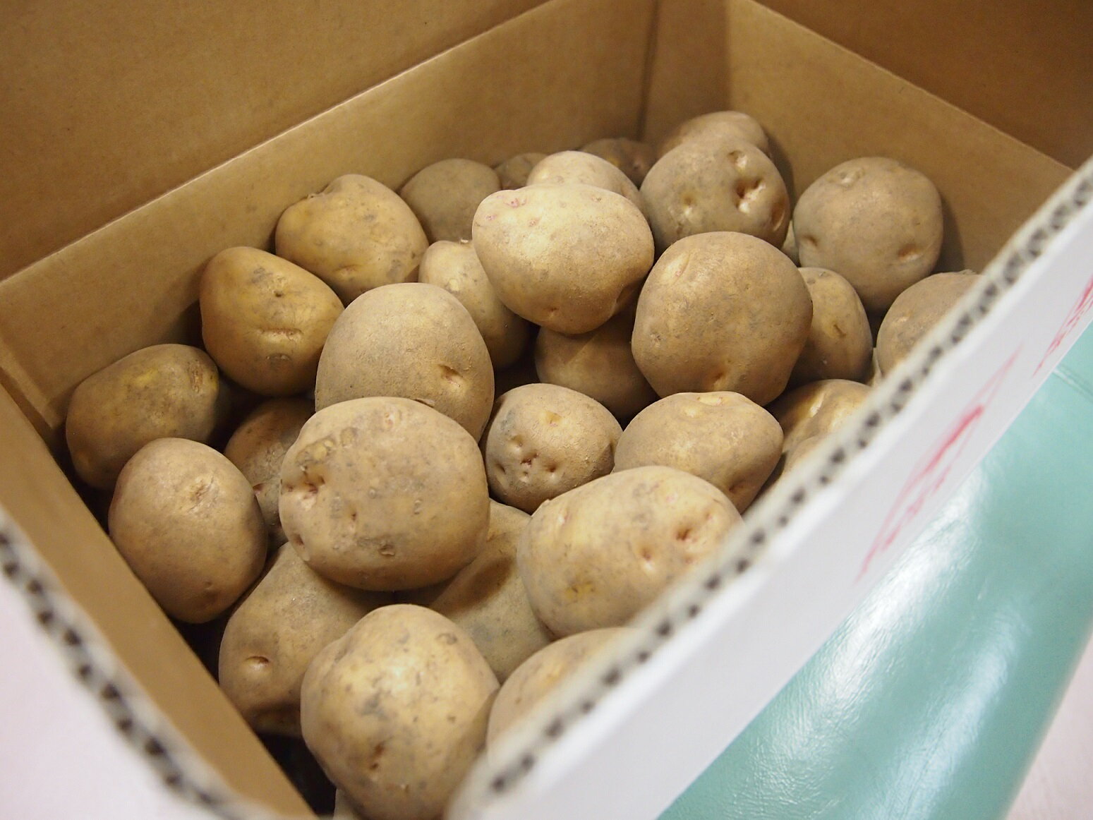 【ふるさと納税】甘くてホクホク！太陽の光をたっぷりと浴びた　北海道真狩村産じゃがいも　キタアカリ「まっかりじゃが」10kg【2025年産】【0114501】 - 画像3