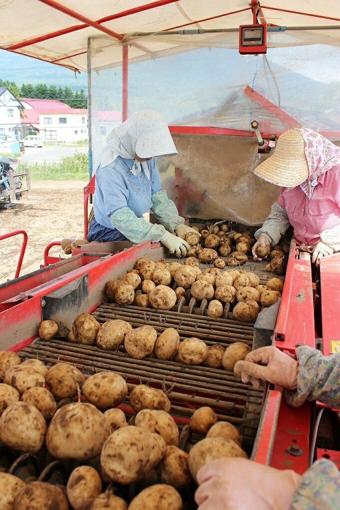 【ふるさと納税】甘くてホクホク！太陽の光をたっぷりと浴びた　北海道真狩村産じゃがいも　キタアカリ「まっかりじゃが」10kg【2025年産】【0114501】 - 画像2