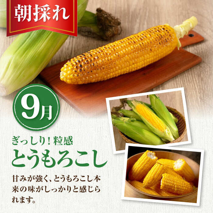 【ふるさと納税】【2026年8月中旬以降順次発送】【全3回定期便】旬の恵み 3品目《喜茂別町》【ニセコビュープラザ直売会協同組合】 メロン とうもろこし トウモロコシ コーン じゃがいも ジャガイモ かぼちゃ 夏野菜 秋野菜 先行予約 北海道 [AJAH003] 47000 47000円 - 画像3