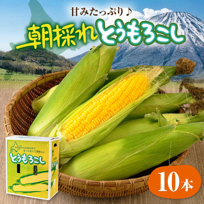 【2026年8月中旬以降順次発送】北海道産 朝採れ とうもろこし 10本 《喜茂別町》【ニセコビュープラザ直売会協同組合】 とうもろこし トウモロコシ コーン 先行予約 季節の野菜 夏野菜 北海道産 [AJAH025] 14000 14000円
