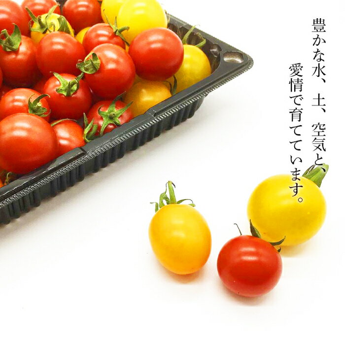 【ふるさと納税】【2026年分予約開始！】北海道 こだわり農家の喜茂別産ミニトマト・ミックス 約1.5kg 《喜茂別町》【富田農園/スプレス】 トマト とまと ミニトマト 野菜 季節の野菜 夏野菜 産地直送 [AJAJ007] 16000 16000円 - 画像3