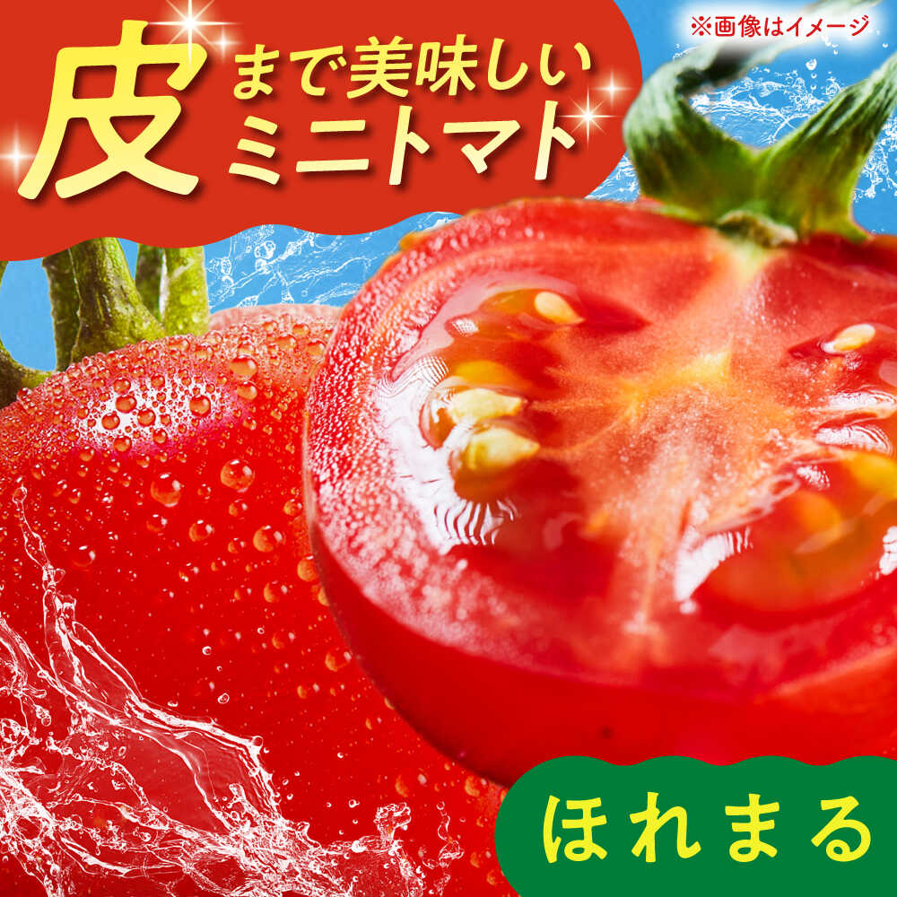 【ふるさと納税】【2026年7月以降順次発送】 喜茂別産 採れたてミニトマト 『ほれまる』 （500g×4パック）《喜茂別町》【富田農園/スプレス】 トマト ミニトマト 野菜 夏野菜 先行予約 朝採れ 季節の野菜 [AJAJ012] 16000 16000円 - 画像2