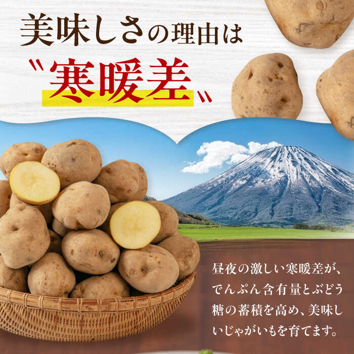【ふるさと納税】北海道 新じゃが じゃがいも 男爵芋 10kg 《喜茂別町》【Aコープようてい】ジャガイモ じゃがいも 新じゃが 新じゃがいも 野菜 季節の野菜 秋野菜 詰め合わせ 産地直送 [AJAK008] 8000 8000円 8千円 サムネイル3