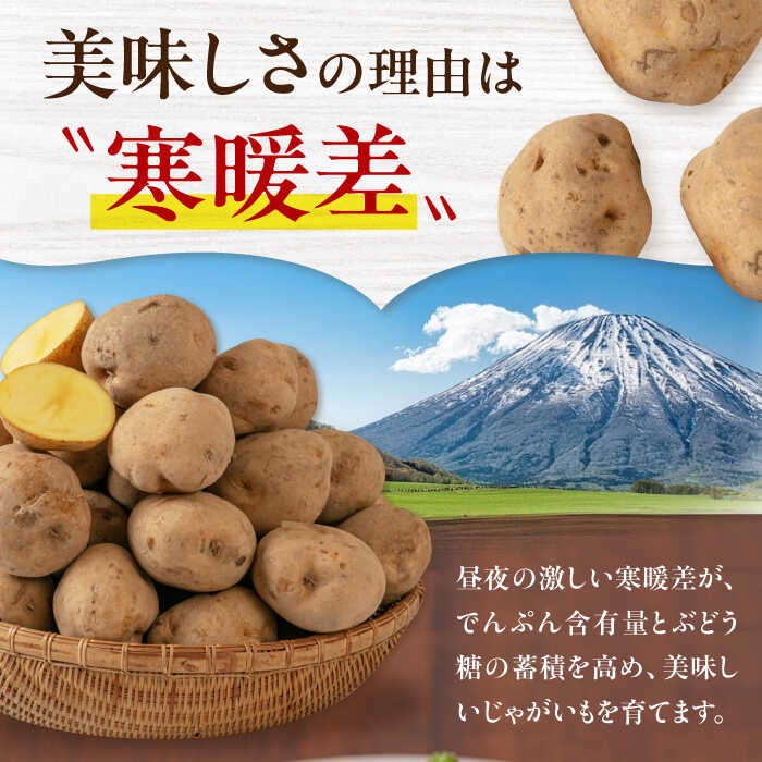 【ふるさと納税】【9月下旬以降順次発送】北海道 新じゃが じゃがいも キタアカリ 10kg 《喜茂別町》【Aコープようてい】ジャガイモ じゃがいも 新じゃが 新じゃがいも 野菜 季節の野菜 秋野菜 詰め合わせ 北海道 産地直送 [AJAK010] 10000 10000円 1万円 - 画像3
