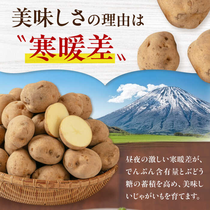 【ふるさと納税】【2027年1月上旬以降順次発送】北海道 じゃがいも きたかむい 10kg 《喜茂別町》【Aコープようてい】 ジャガイモ 野菜 季節の野菜 冬野菜 詰め合わせ 北海道 産地直送 直送農場 [AJAK012] 10000 10000円 1万円 - 画像3