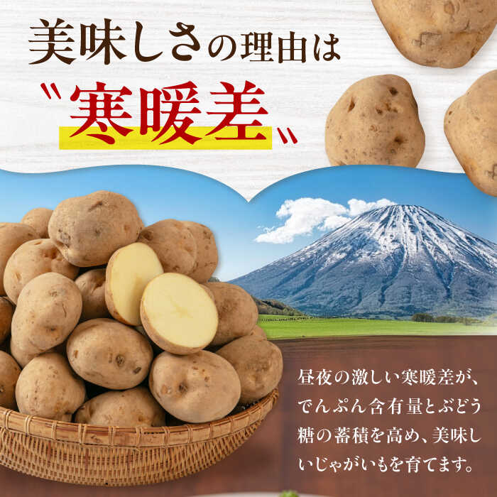 【ふるさと納税】【2027年1月上旬以降順次発送】北海道 じゃがいも きたかむい 5kg 《喜茂別町》【Aコープようてい】 ジャガイモ 野菜 季節の野菜 詰め合わせ 北海道 産地直送 [AJAK029] 7000 7000円 - 画像3