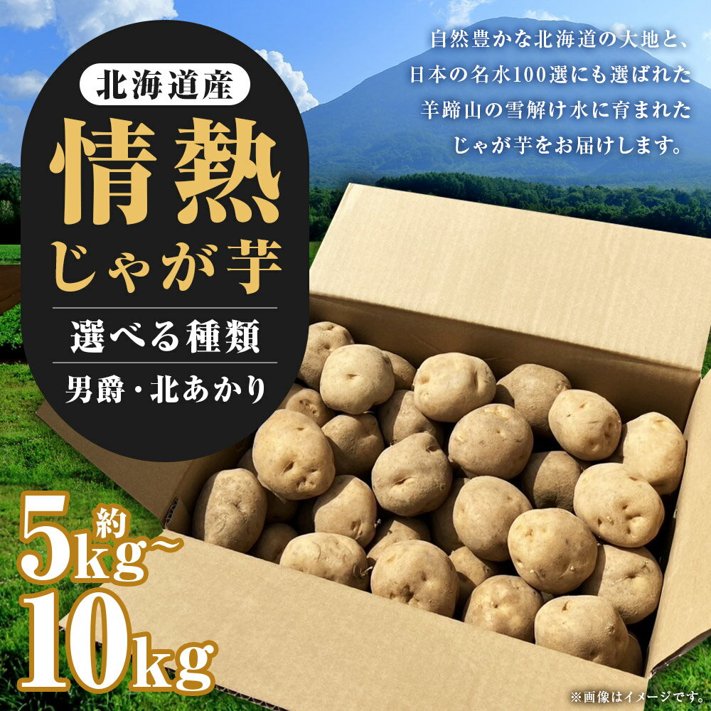 【ふるさと納税】北海道産情熱じゃが芋 男爵/北あかり 約5kg/約10kg 〈選べる種類・内容量〉 Lサイズ じゃがいも 男爵イモ 芋 先行受付 先行予約 京極町産 北海道産 国産 送料無料 【2026年10月上旬・10月下旬～12月上旬に順次発送予定】 - 画像2