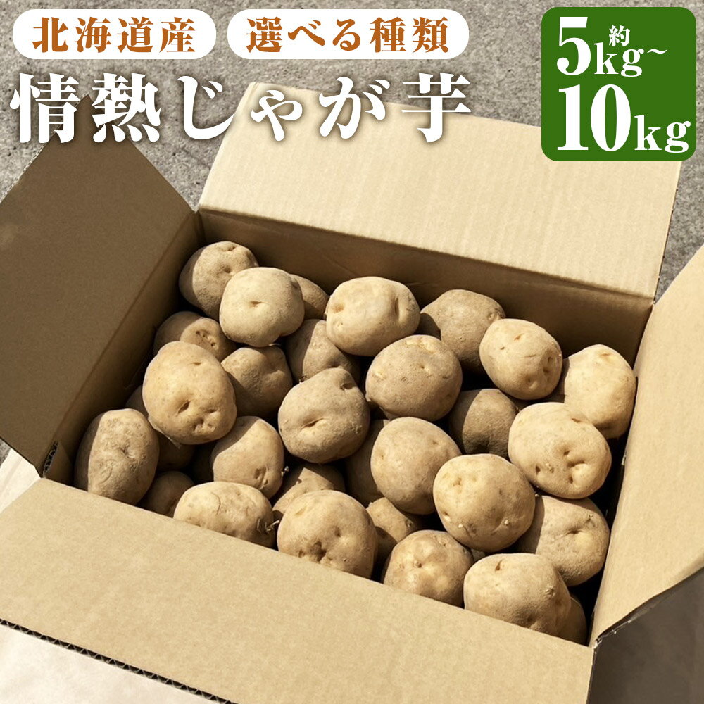 北海道産情熱じゃが芋 男爵/北あかり 約5kg/約10kg 〈選べる種類・内容量〉 Lサイズ じゃがいも 男爵イモ 芋 先行受付 先行予約 京極町産 北海道産 国産 送料無料 【2026年10月上旬・10月下旬～12月上旬に順次発送予定】