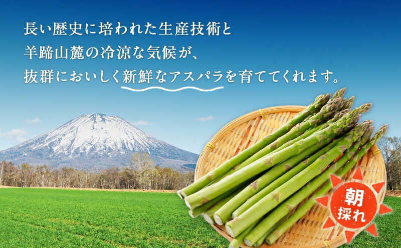 【ふるさと納税】北海道 グリーンアスパラガス 約800g M-L サイズ混合 アスパラガス アスパラ 朝採れ 採れたて 新鮮 野菜 農作物 産直 国産 羊蹄山麓産 JAようてい　お届け：2026年6月初旬～6月中旬頃まで - 画像3