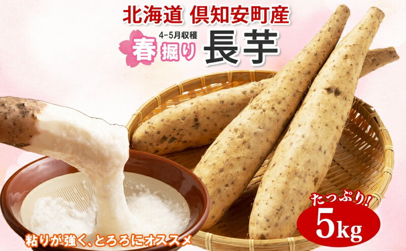 【ふるさと納税】【 2026年 出荷 】 北海道 倶知安町産 長芋 2L×約6本 計5kg 春堀り 芋 ながいも とろろ 新鮮 フレッシュ 野菜 農作物 産直 山芋 麦とろ 山かけ おつまみ グリーンアースファーム 送料無料 北海道 倶知安町 新鮮野菜 　お届け：2026年4月下旬～6月末頃 - 画像2