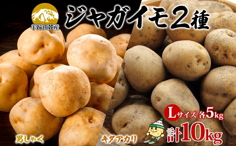 【ふるさと納税】北海道産じゃがいも 男爵 キタアカリ各約5kg Lサイズ 計10kg ジャガイモ 男爵いも 北あかり 馬鈴薯 ポテト 根菜 常備野菜 産直 国産 JAようてい 送料無料 北海道 倶知安町　お届け：2026年9月下旬～12月下旬 - 画像2