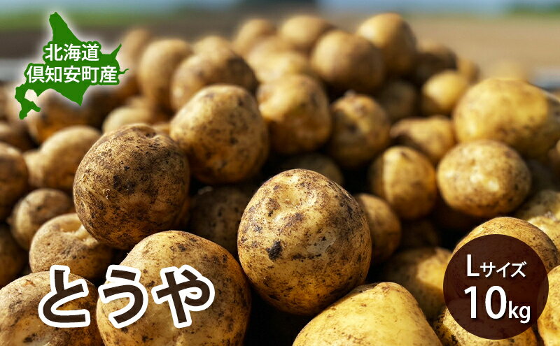 【ふるさと納税】【 2026年 出荷 先行予約 】 北海道 倶知安 産 じゃがいも とうや L サイズ 10kg 馬鈴薯 いも 芋 グリーンアースファーム 農家 直送 野菜 産地直送　お届け：2026年9月中旬～2027年1月末まで - 画像2