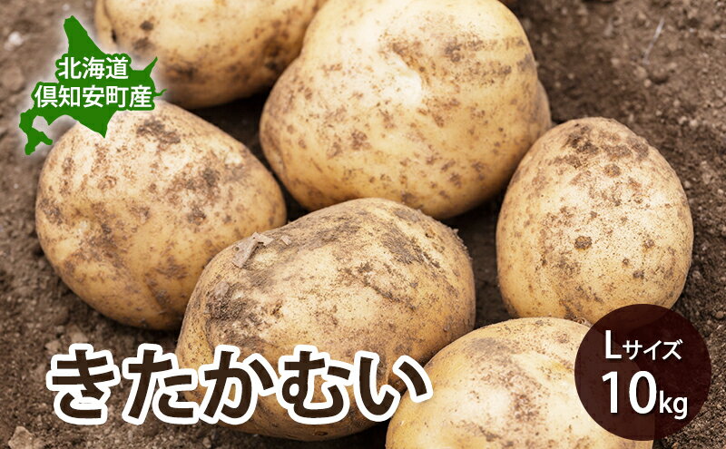 【ふるさと納税】【 2026年 出荷 先行予約 】 北海道 倶知安 産 じゃがいも きたかむい L サイズ 10kg 馬鈴薯 いも 芋 グリーンアースファーム 農家 直送 野菜 産地直送　お届け：2026年9月中旬～2027年1月末まで - 画像2