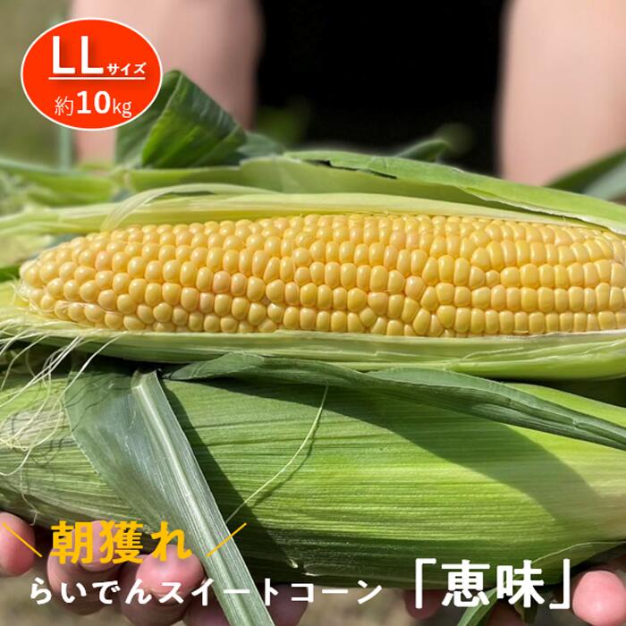 2026年 7月 出荷 先行予約 とうもろこし らいでん スイートコーン 恵味 LL 規格 約10kg 北海道 共和町 産地直送 JAきょうわ コーン めぐみ 黄色 とうきび トウモロコシ 野菜 旬の野菜 新鮮野菜 北海道産 　お届け：2026年7月下旬〜8月上旬迄