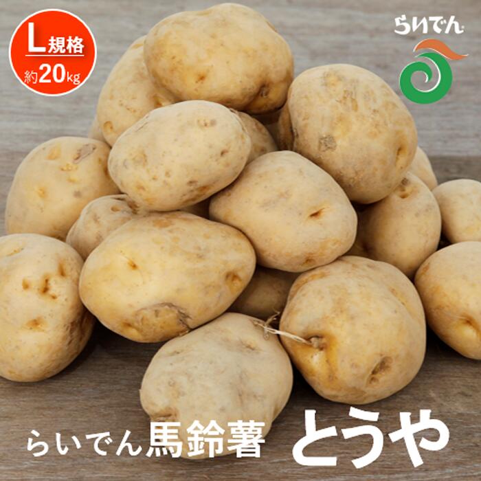 2026年 8月 出荷 先行予約 らいでん 馬鈴薯 とうや L 規格 約 20kg じゃがいも イモ 芋 ポテト 北海道 共和町 産地直送 JAきょうわ 野菜 根菜 　お届け：2026年8月下旬〜2026年9月下旬まで