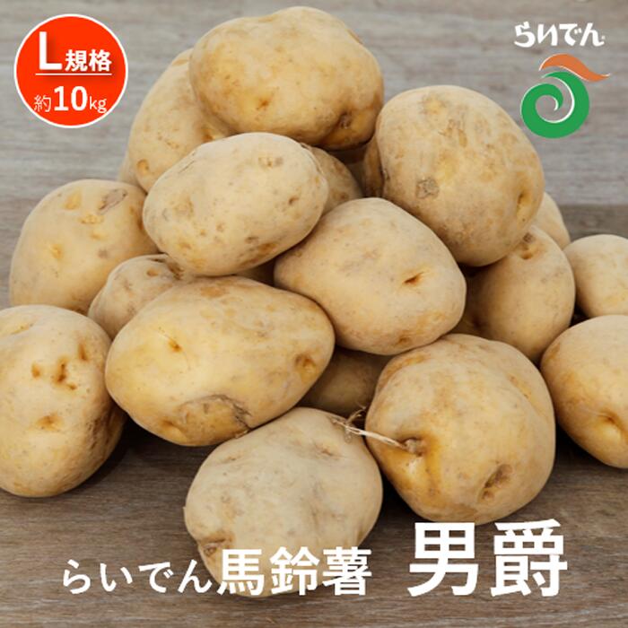 2026年 8月 出荷 先行予約 らいでん 馬鈴薯 男爵 L 規格 約10kg じゃがいも イモ 芋 ポテト 北海道 共和町 産地直送 JAきょうわ 野菜 　お届け：2026年8月下旬〜9月下旬