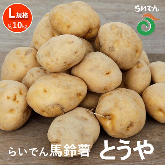 2026年 8月 出荷 先行予約 らいでん 馬鈴薯 とうや L 規格 約10kg じゃがいも イモ 芋 ポテト 北海道 共和町 産地直送 JAきょうわ 野菜 　お届け：2026年8月下旬〜9月下旬迄