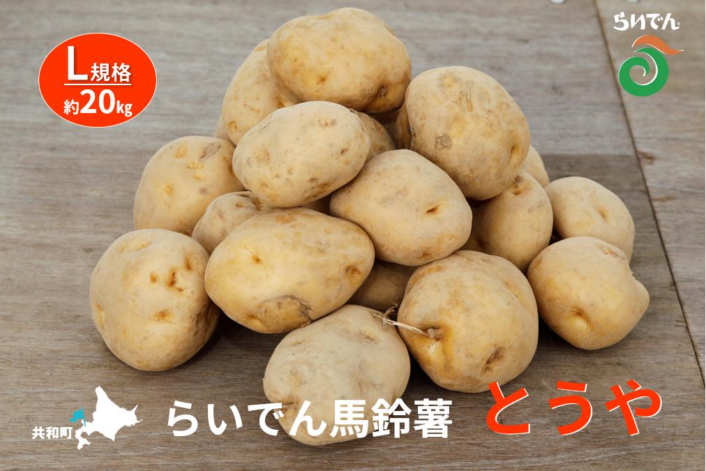 【ふるさと納税】2026年 8月 出荷 先行予約 らいでん 馬鈴薯 とうや L 規格 約 20kg じゃがいも イモ 芋 ポテト 北海道 共和町 産地直送 JAきょうわ 野菜 根菜 　お届け：2026年8月下旬〜2026年9月下旬まで - 画像2