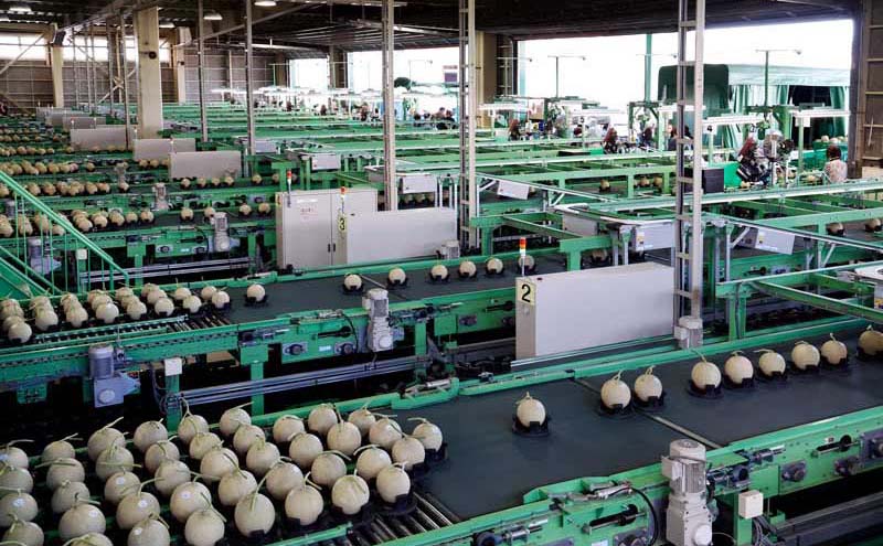 【ふるさと納税】【 2026年発送 先行予約 】メロン 北海道 共和町産 らいでんメロン 青肉 5玉 セット フルーツ 果物 産地直送 JAきょうわ 果実 メロン青肉 　お届け：2026年8月下旬〜9月上旬まで サムネイル3