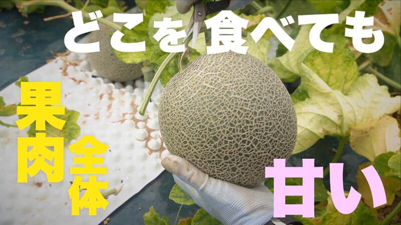 【ふるさと納税】【 2026年発送 先行予約 】メロン 北海道 共和町産 らいでんメロン 赤肉 5玉 セット フルーツ 果物 産地直送 JAきょうわ 果実 メロン赤肉 　お届け：2026年8月下旬〜9月上旬まで サムネイル3