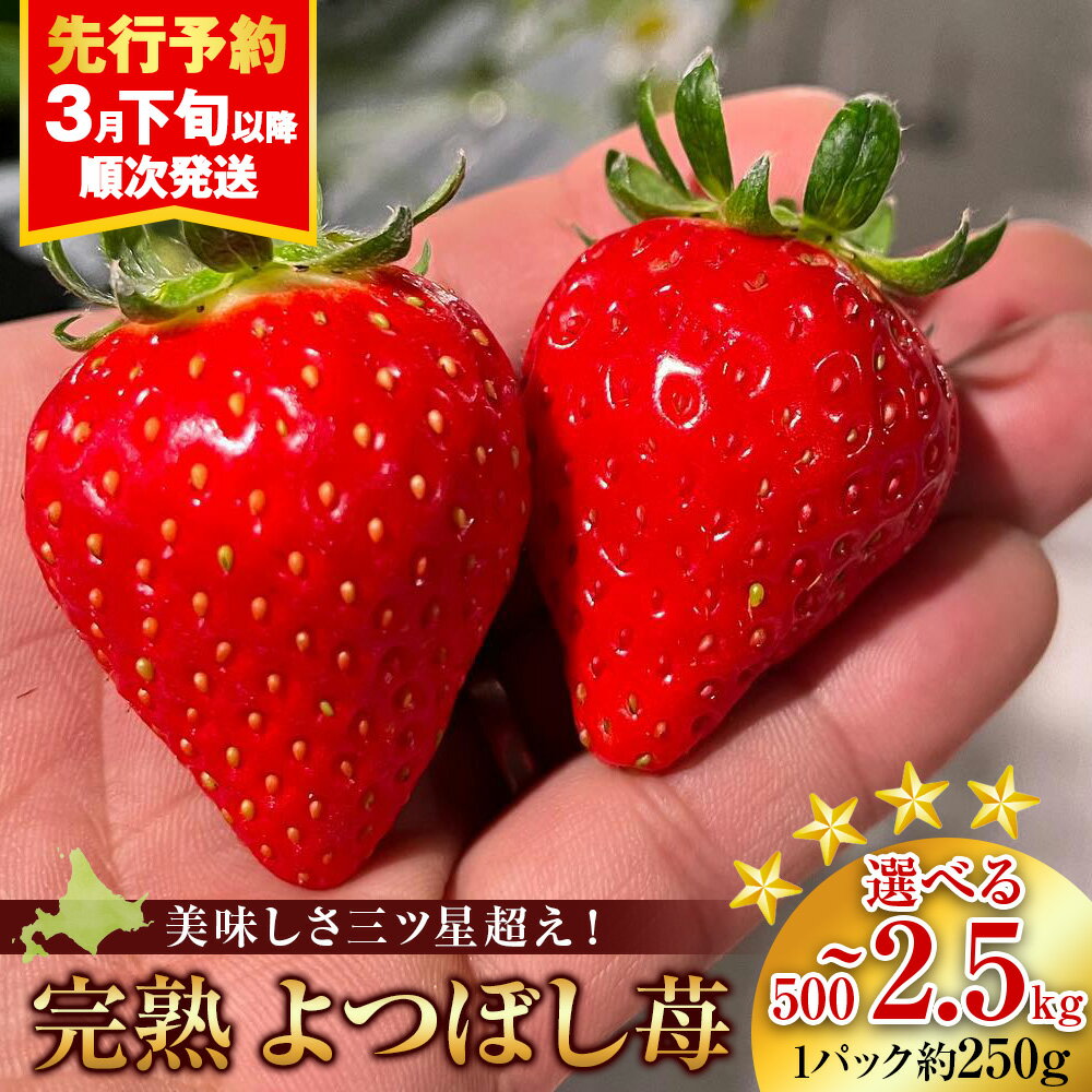 【2026年3月下旬以降発送】北海道産 完熟よつぼし苺 選べる2～10パック 1パック約250g北海道ふるさと納税 積丹町 ふるさと納税 北海道 いちご 苺 イチゴ 果物 フルーツ デザート