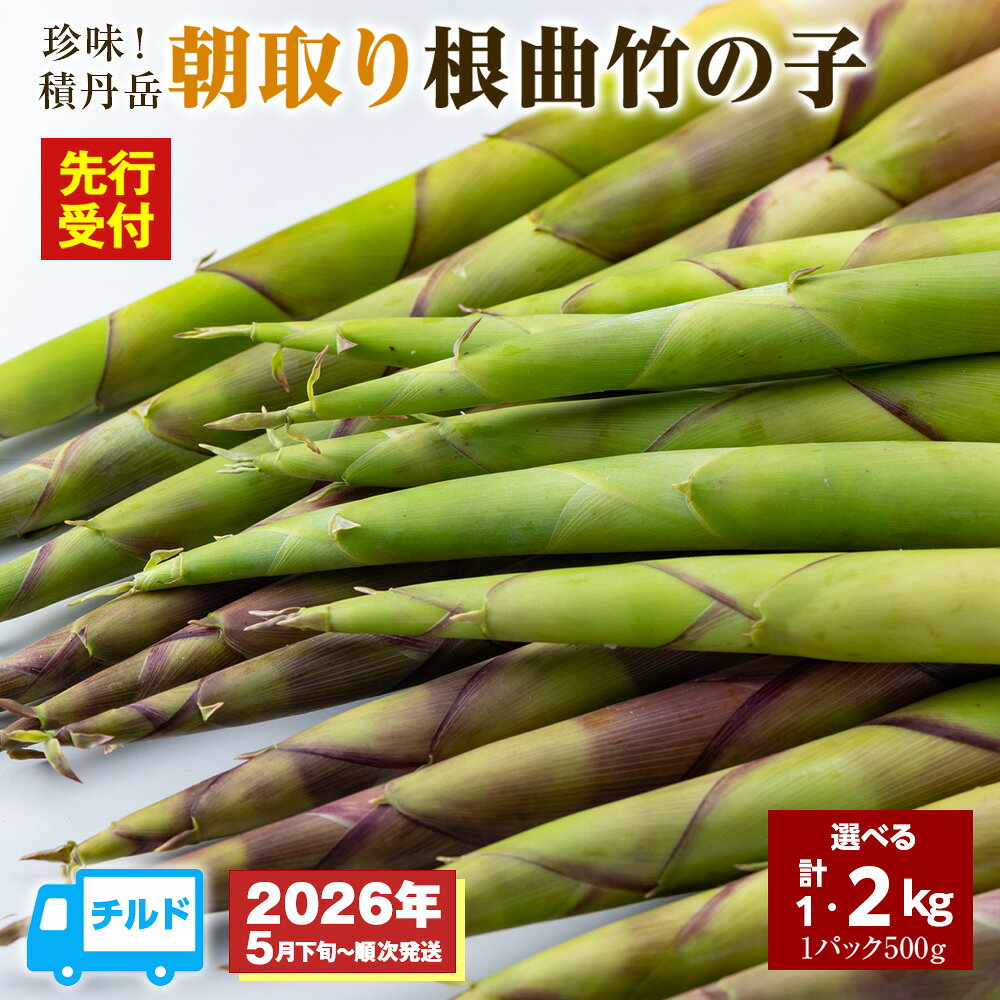 「先行予約開始！」珍味積丹岳根曲竹の子選べる1kg〜2kg 1パック500g北海道ふるさと納税 積丹町 ふるさと納税 北海道 山菜 根曲がり竹 北海道産 タケノコ 筍 竹の子