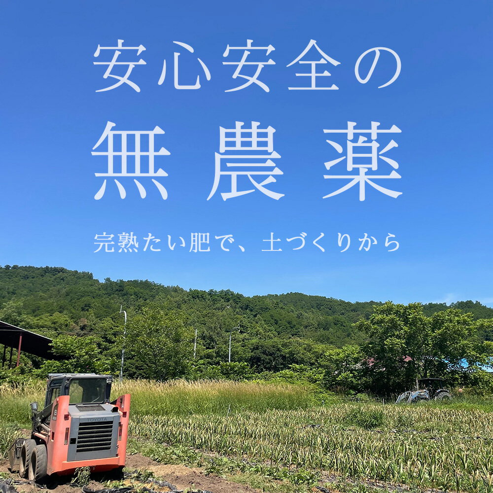 【ふるさと納税】2026年分予約【数量限定】渋谷さん家の「無農薬 にんにく」 選べる600g〜1kg 大・中・小サイズ北海道ふるさと納税 積丹町 ふるさと納税 北海道 野菜 無農薬栽培 にんにく 大蒜 無農薬野菜 通販 ギフト 贈答品 贈り物 - 画像2