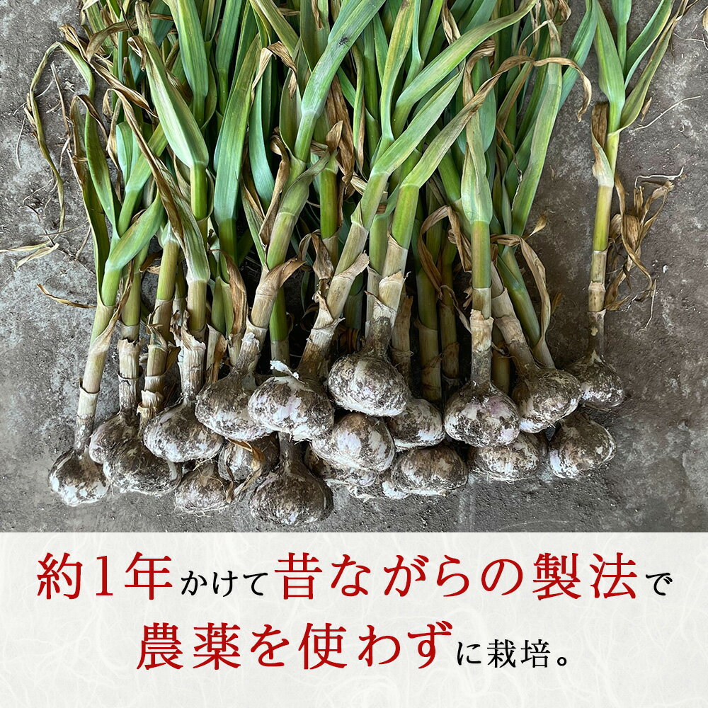 【ふるさと納税】2026年分予約【数量限定】渋谷さん家の「無農薬 にんにく」 選べる600g〜1kg 大・中・小サイズ北海道ふるさと納税 積丹町 ふるさと納税 北海道 野菜 無農薬栽培 にんにく 大蒜 無農薬野菜 通販 ギフト 贈答品 贈り物 - 画像3