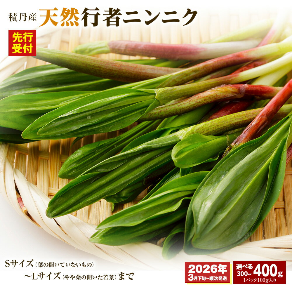 「先行予約開始！」積丹産天然行者ニンニク 選べる300g・400g （1パック100g）北海道ふるさと納税 積丹町 ふるさと納税 北海道 山菜 行者ニンニク 北海道産