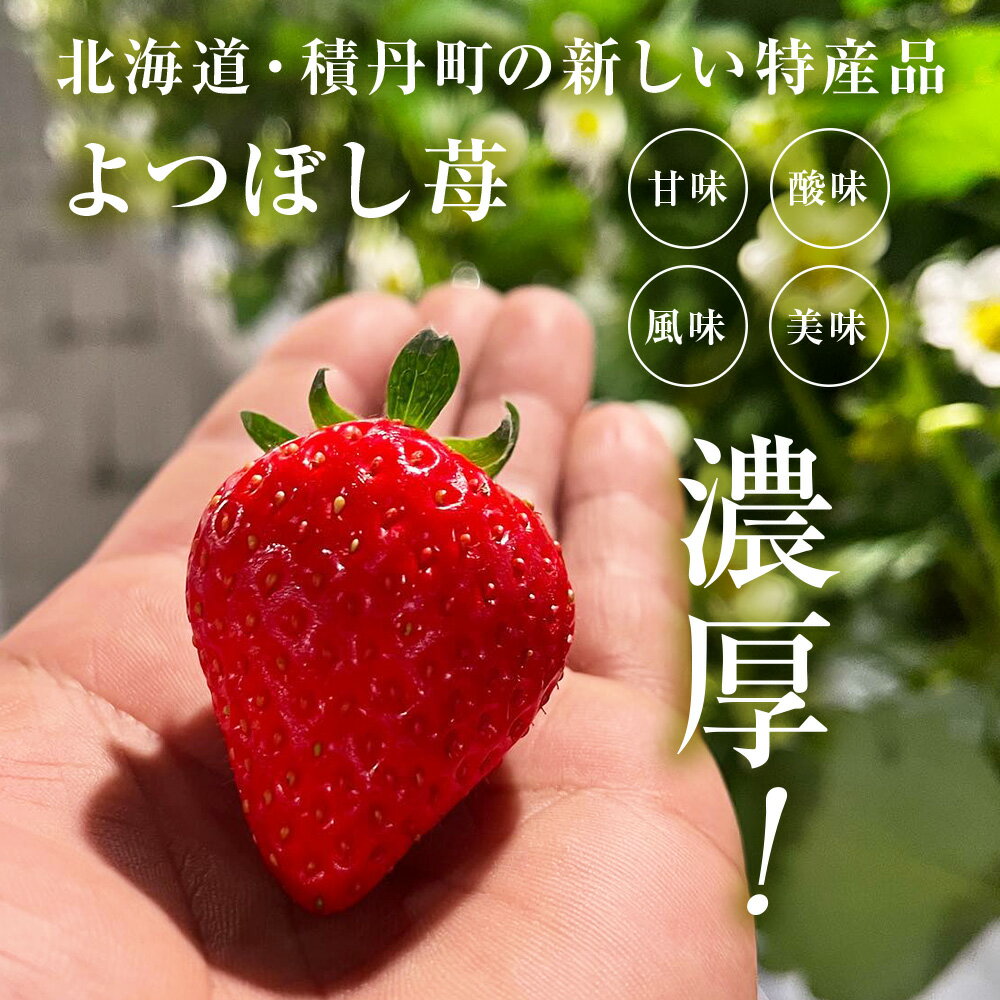 【ふるさと納税】【2026年3月下旬以降発送】北海道産 完熟よつぼし苺 選べる2～10パック 1パック約250g北海道ふるさと納税 積丹町 ふるさと納税 北海道 いちご 苺 イチゴ 果物 フルーツ デザート サムネイル2