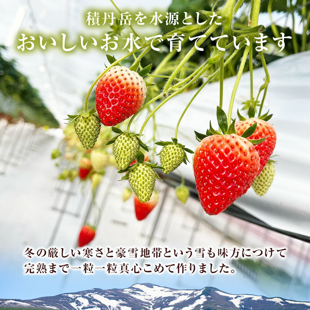 【ふるさと納税】【2026年3月下旬以降発送】北海道産 完熟よつぼし苺 選べる2～10パック 1パック約250g北海道ふるさと納税 積丹町 ふるさと納税 北海道 いちご 苺 イチゴ 果物 フルーツ デザート サムネイル3