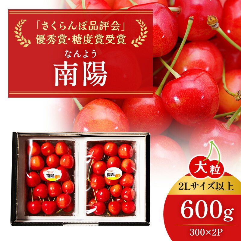 先行受付 北海道 仁木町産 ジャンボサイズ さくらんぼ 【 南陽 】 2Lサイズ以上 300g×2パック 計600g　サクランボ チェリー フルーツ 果物 果物類 仁木町 仁木 [嶋田茂農園匠]　お届け：2026年7月上旬～7月末日まで