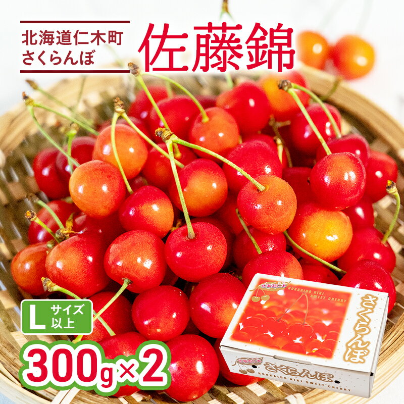 先行受付 さくらんぼ 佐藤錦 300g×2P 計600g Lサイズ 北海道 仁木町　国産 旬のフルーツ 旬の果物 デザートサクランボ チェリー フルーツ 果物 果物類 仁木 [カムナビファーム]　お届け：2026年6月末～7月中旬
