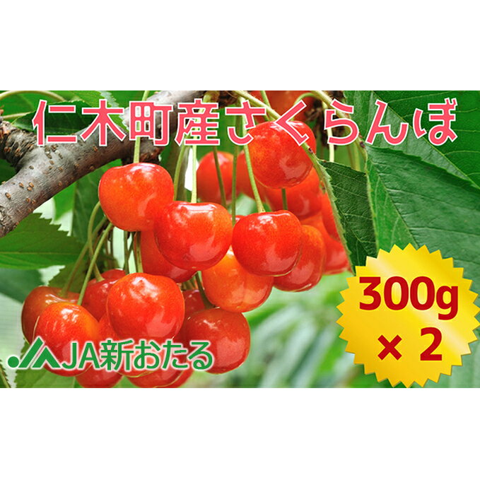 北海道 仁木町産 7月旬 さくらんぼ 600g （300g×2） サクランボ チェリー フルーツ 果物 果物類 仁木町 仁木 [JA新おたる]　お届け：2026年7月1日～26日まで
