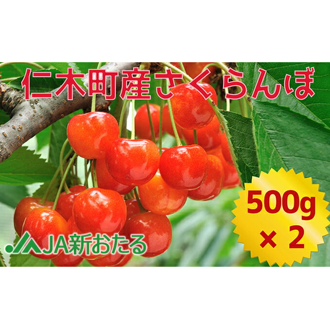 北海道 仁木町産 7月旬 さくらんぼ 1kg（500g×2） サクランボ チェリー フルーツ 果物 果物類 仁木町 仁木 [JA新おたる]　お届け：2026年7月1日～26日まで