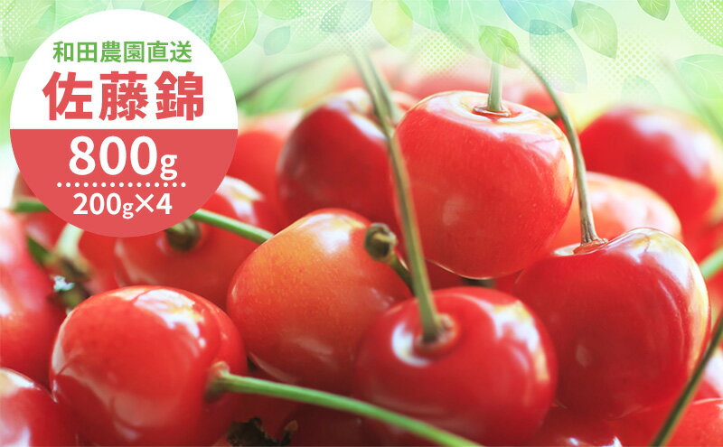 【ふるさと納税】[先行受付] 北海道 仁木町産 さくらんぼ 佐藤錦 800g（400g×2パック） サクランボ チェリー フルーツ 果物 果物類 仁木町 仁木 [和田農園]　お届け：2026年7月1日～7月18日頃まで サムネイル2