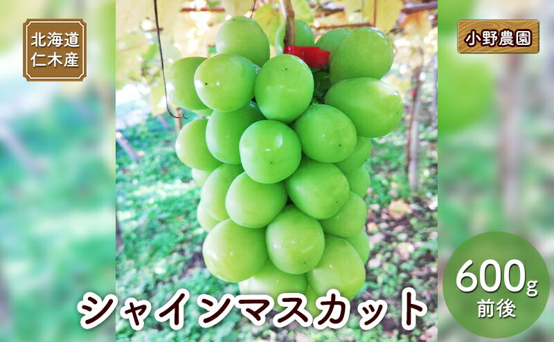 【ふるさと納税】[先行受付] 北海道 仁木産 シャインマスカット 600g前後 果物 ぶどう フルーツ おやつ デザート 食後 有機肥料 農薬低減 国産 直送 産地直送 食べ物 食品 北海道産 [株式会社　小野農園]　お届け：2025年10月～11月末 サムネイル2