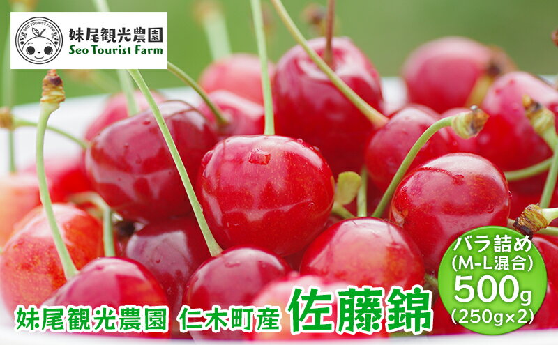 【ふるさと納税】[先行受付] 北海道 仁木町産 さくらんぼ 「佐藤錦」 バラ詰め M-L混合 500g (250g×2パック)　国産 旬のフルーツ 旬の果物 デザートサクランボ チェリー フルーツ 果物 果物類 仁木 [フルーツショップ妹尾観光農園] 　お届け：2026年7月上旬～7月下旬 サムネイル2