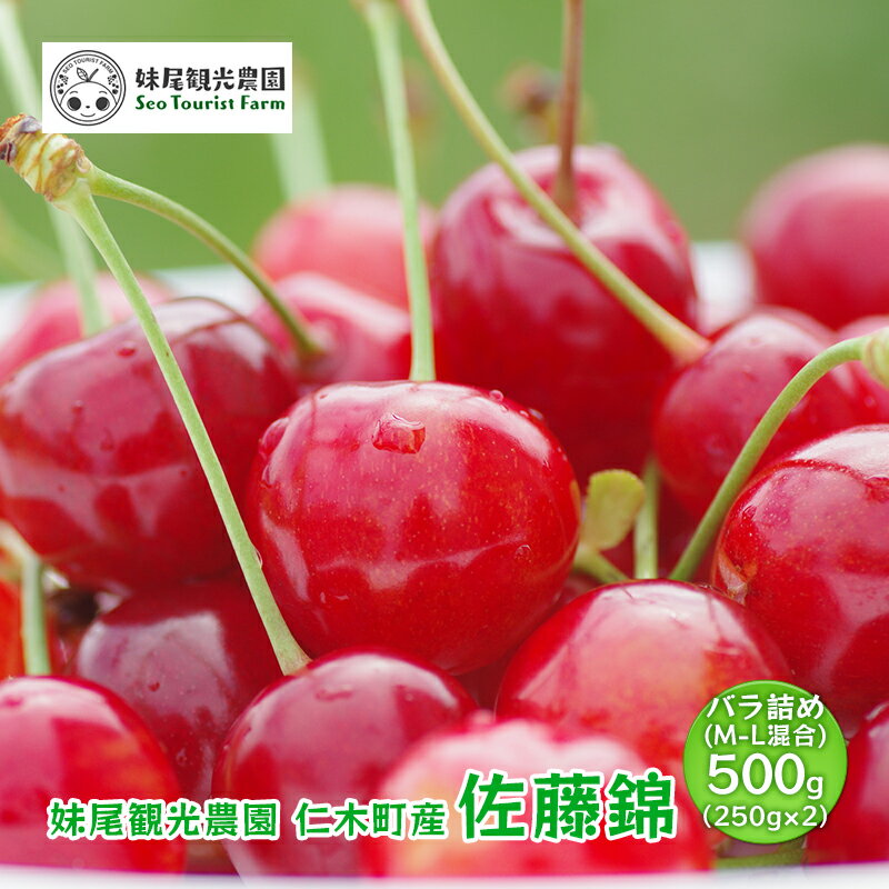 [先行受付] 北海道 仁木町産 さくらんぼ 「佐藤錦」 バラ詰め M-L混合 500g (250g×2パック)　国産 旬のフルーツ 旬の果物 デザートサクランボ チェリー フルーツ 果物 果物類 仁木 [フルーツショップ妹尾観光農園] 　お届け：2026年7月上旬～7月下旬