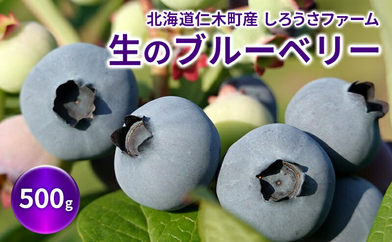【ふるさと納税】[先行受付] 北海道 仁木町産 有機栽培ブルーベリー 500g（サイズ混合） 果物 くだもの フルーツ 果実 生ブルーベリー 国産 国産ブルーベリー 日本産 [しろうさファーム]　お届け：2026年7月15日～8月15日まで サムネイル2