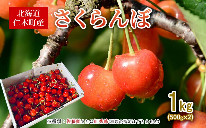 【ふるさと納税】先行受付 北海道 仁木町産 さくらんぼ 1kg （500g×2） 佐藤錦または紅秀峰 果樹 サクランボ チェリー フルーツ 果物 果物類 ギフト 仁木町 仁木 [くくり農園]　お届け：2026年7月上旬～7月下旬まで サムネイル2