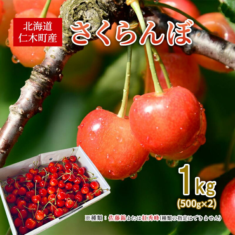 先行受付 北海道 仁木町産 さくらんぼ 1kg （500g×2） 佐藤錦または紅秀峰 果樹 サクランボ チェリー フルーツ 果物 果物類 ギフト 仁木町 仁木 [くくり農園]　お届け：2026年7月上旬～7月下旬まで