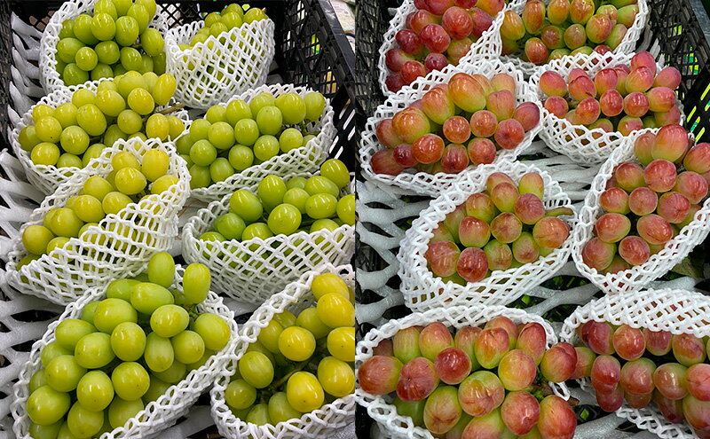 【ふるさと納税】[先行受付] 北海道 仁木町 ぶどう 食べ比べ 各1房 シャインマスカット バイオレッドキング ブドウ マスカット 果物 くだもの フルーツ [嶋田茂農園]　お届け：2026年9月下旬～2025年10月下旬 サムネイル3