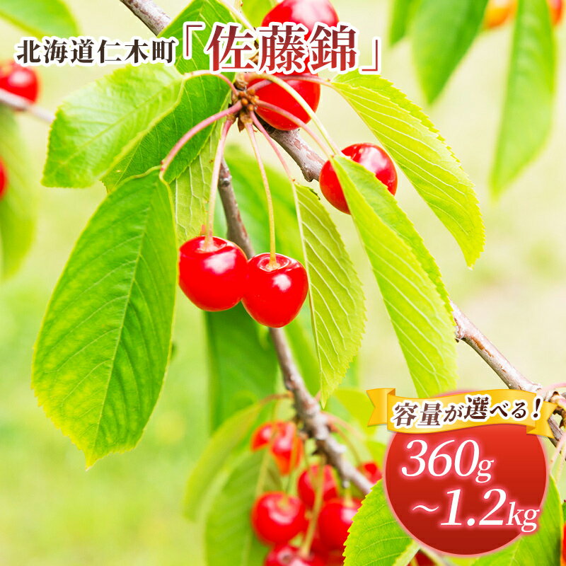 先行受付 容量が選べる 360g～1.2kg 北海道 仁木町産 サクランボ 佐藤錦 さくらんぼ チェリー 果物 くだもの フルーツ [松山商店]　お届け：2026年7月1日～23日頃