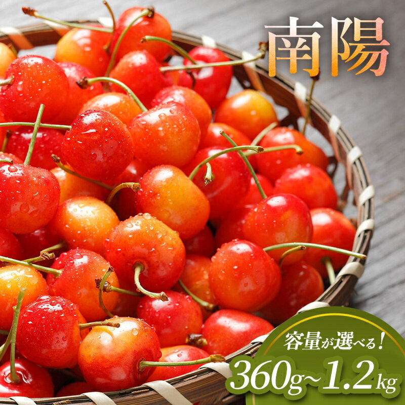 先行受付 容量が選べる 360g～600g　北海道 仁木町産 サクランボ 南陽 360g～1.2kg Lサイズ以上 さくらんぼ チェリー 果物 くだもの フルーツ [松山商店]　お届け：2026年7月13日～25日頃