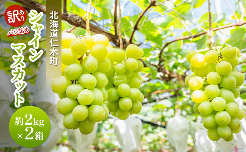【ふるさと納税】[先行受付] 訳あり 北海道 仁木町 シャインマスカット 約2kg×2箱 ブドウ 葡萄 マスカット 果物 くだもの フルーツ [嶋田茂農園匠]　お届け：2026年9月下旬～2026年10月下旬 サムネイル2