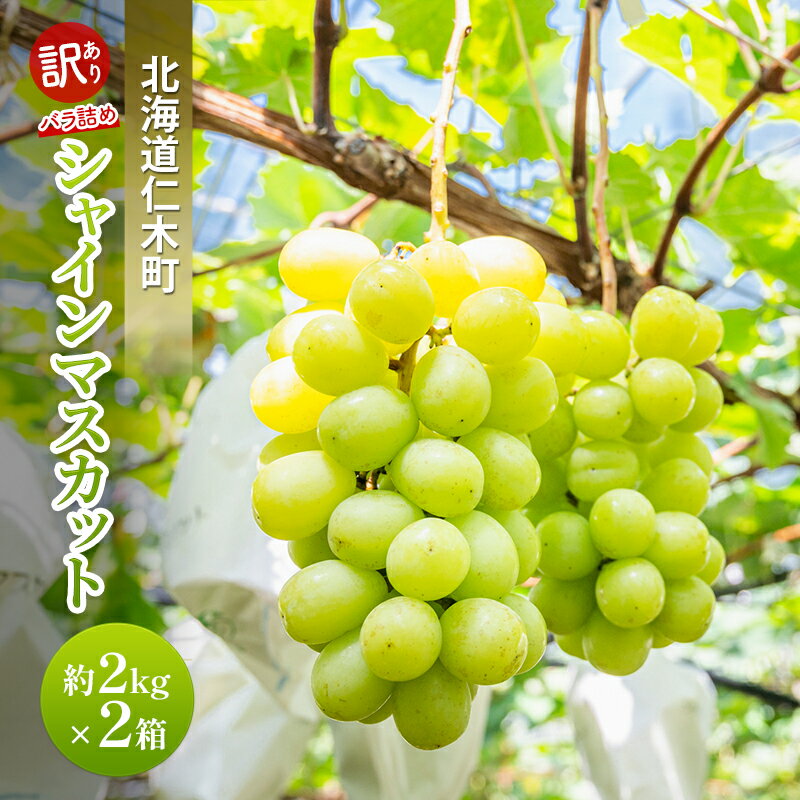 [先行受付] 訳あり 北海道 仁木町 シャインマスカット 約2kg×2箱 ブドウ 葡萄 マスカット 果物 くだもの フルーツ [嶋田茂農園匠]　お届け：2026年9月下旬～2026年10月下旬