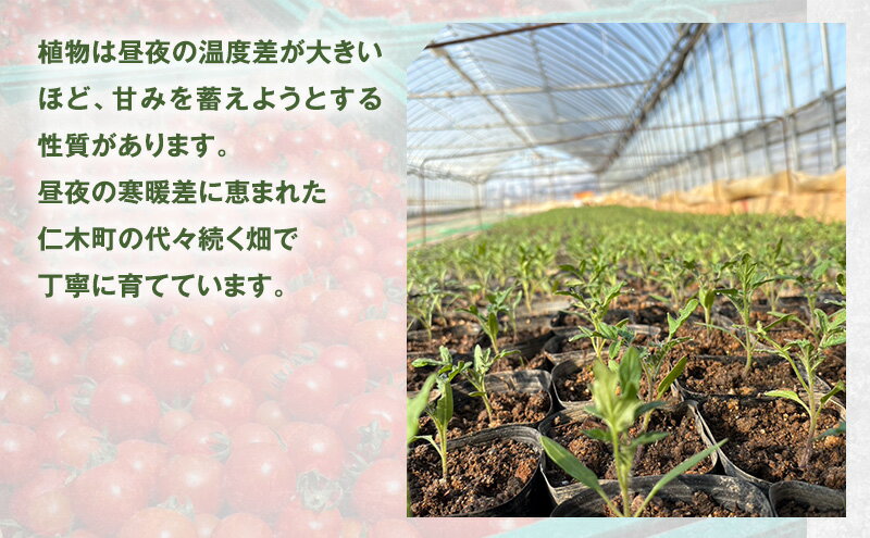 【ふるさと納税】[先行受付] 北海道 仁木町産 ミニトマト キャロルスター 2.4kg （96粒～150粒）トマト 野菜 国産 プチトマト 甘み 使いやすい サラダ お弁当 家庭用 子供に人気 リコピン [REDA FARM]　お届け：2026年7月20日～8月31日 - 画像3