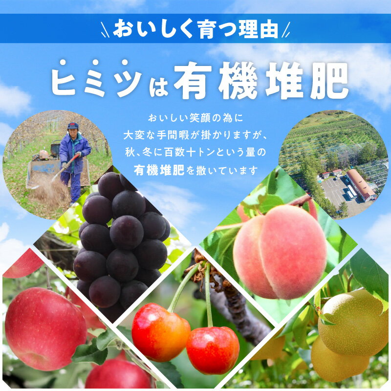 【ふるさと納税】【定期便全4回】旬のフルーツを味わう さくらんぼ ぶどう プルーン りんご 梨 アップルパイ りんごジュース ニトリ観光果樹園 北海道 余市町 フルーツ 果物 デザート 早生ふじ ひめかみ 千両梨 ふじ 王林 お取り寄せ 送料無料 サムネイル3